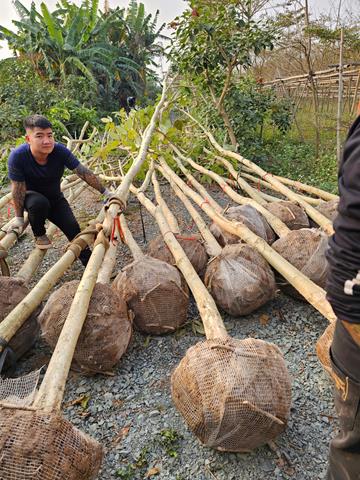 Dịch vụ trồng, chăm sóc cây xanh - Công Ty TNHH Đầu Tư Và Phát Triển Hoàng Kim